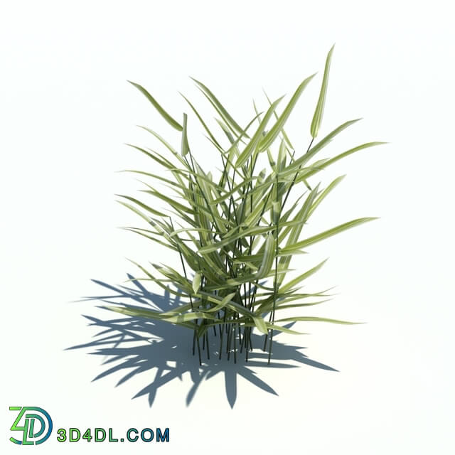 ArchModels Vol126 (075) Phalaris arundinacea v3