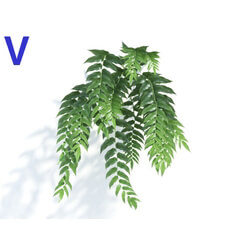 Maxtree-Plants Vol04 Cyrtomium falcatum 04 