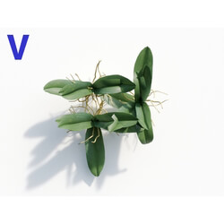 Maxtree-Plants Vol08 Orchid Paphiopedilum Green 04 