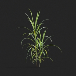 Maxtree-Plants Vol20 Miscanthus floridulus 01 01 