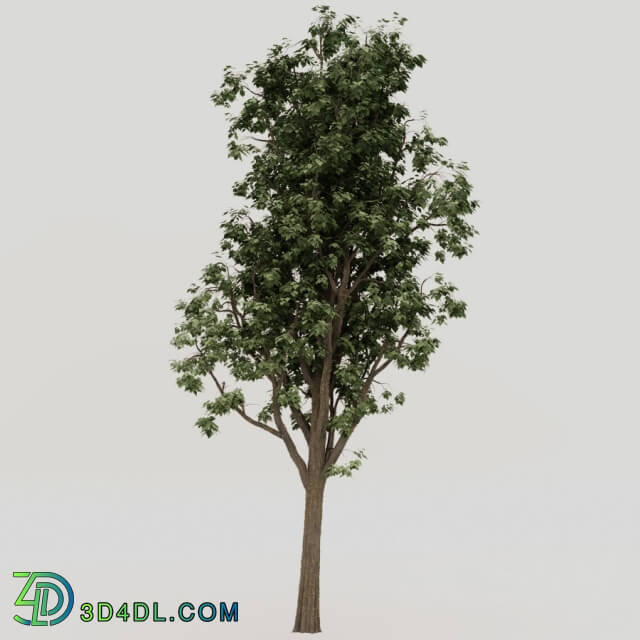 Plant - Tree_1