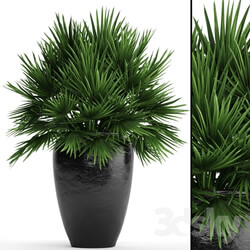 Plant - Chamaerops palm 