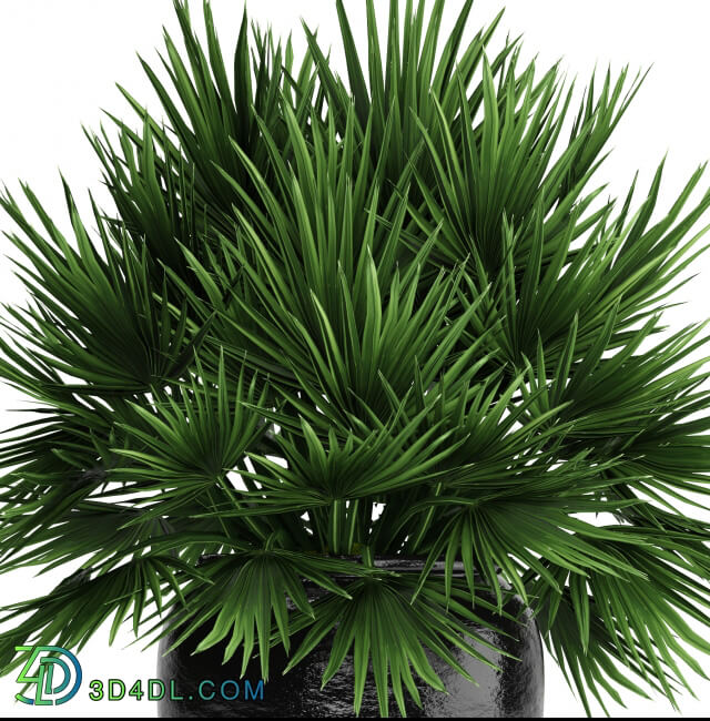 Plant - Chamaerops palm