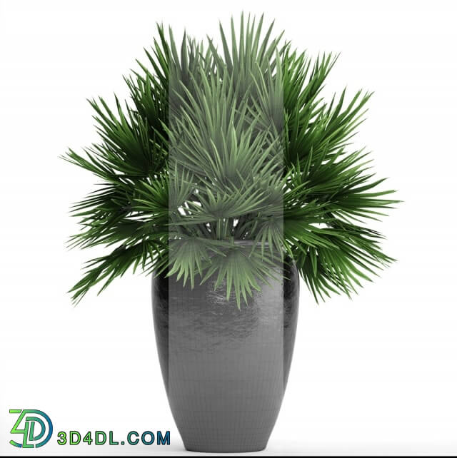 Plant - Chamaerops palm