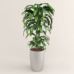 Plant - dracaena 