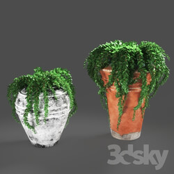 Outdoor - plant432 -ivy in pots 