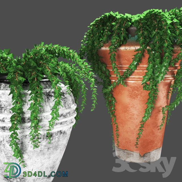 Outdoor - plant432 -ivy in pots