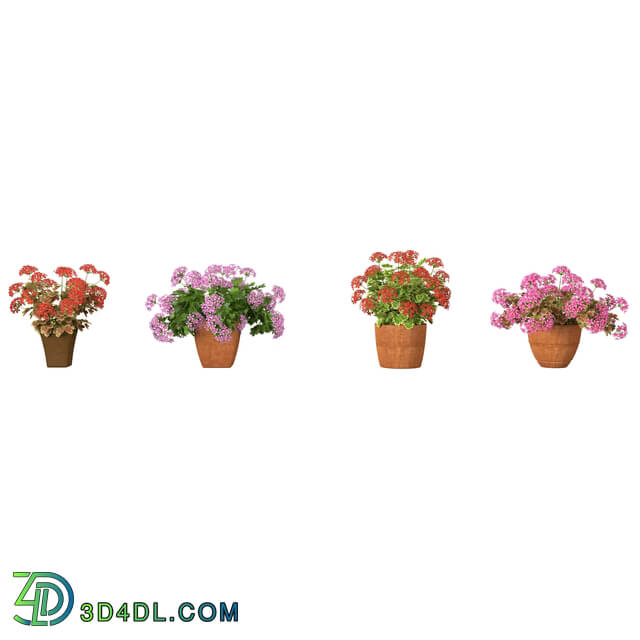 3dMentor HQFlowers3 pelargonium (03)