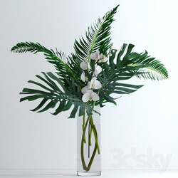 Plant - Exotic bouquet 
