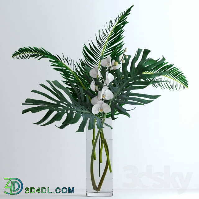 Plant - Exotic bouquet