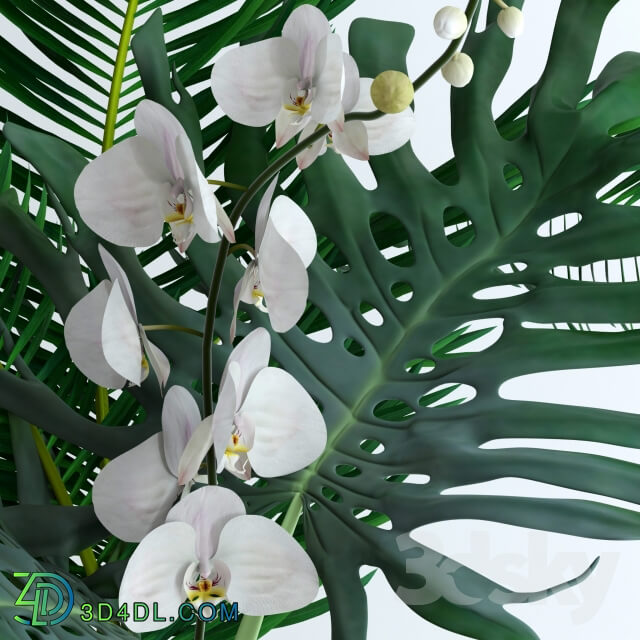 Plant - Exotic bouquet