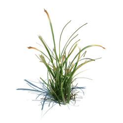 ArchModels Vol124 (044) simple grass v2 