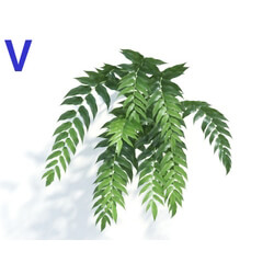 Maxtree-Plants Vol04 Cyrtomium falcatum 05 
