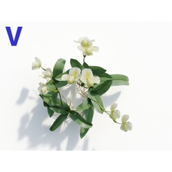 Maxtree-Plants Vol08 Orchid Paphiopedilum Green 05 