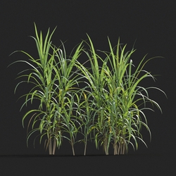 Maxtree-Plants Vol20 Miscanthus floridulus 01 02 