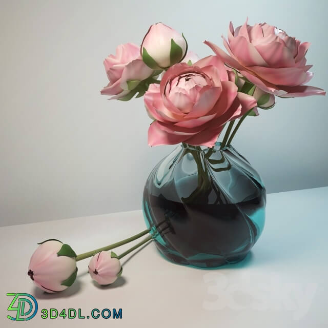 Plant - Peonies in a glass vase