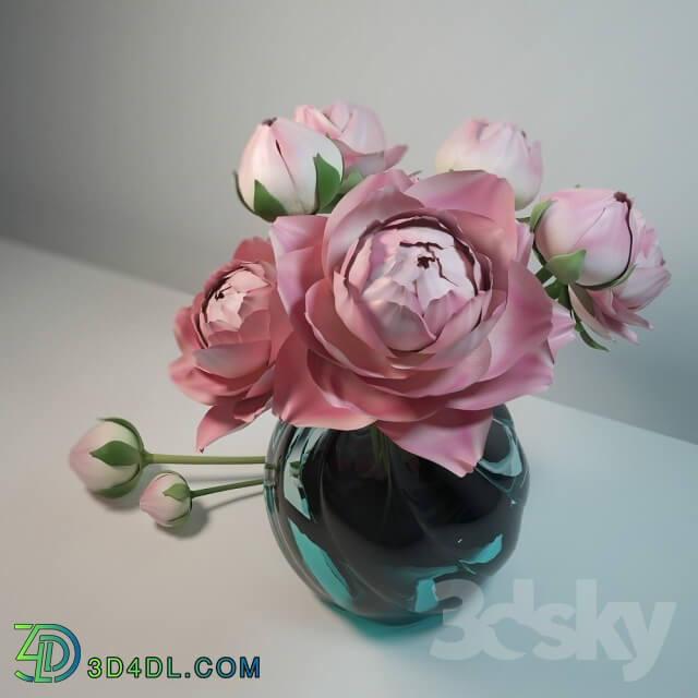 Plant - Peonies in a glass vase