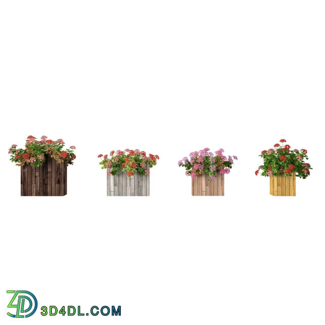 3dMentor HQFlowers3 pelargonium (04)