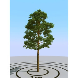 3dMentor HQPlants-02 (114) pine 3 