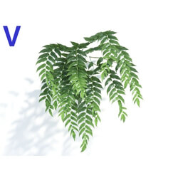 Maxtree-Plants Vol04 Cyrtomium falcatum 06 