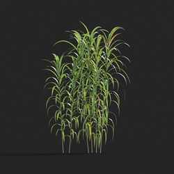 Maxtree-Plants Vol20 Miscanthus floridulus 01 03 