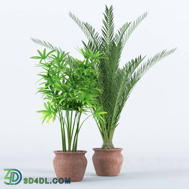 Plant - Palm