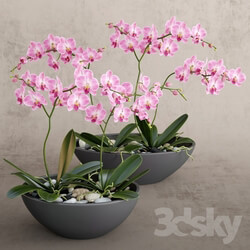 Plant - Orchid 
