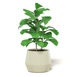 CGaxis Vol111 (19) fig plant 