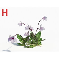 Maxtree-Plants Vol08 Orchid Paphiopedilum Pink 01 