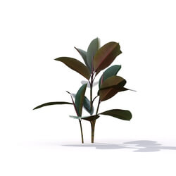 Maxtree-Plants Vol19 Ficus elastica 01 01 