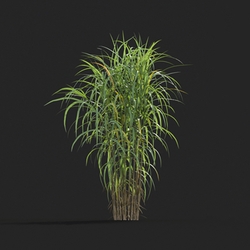 Maxtree-Plants Vol20 Miscanthus floridulus 01 04 
