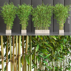 Plant - potted bamboo 