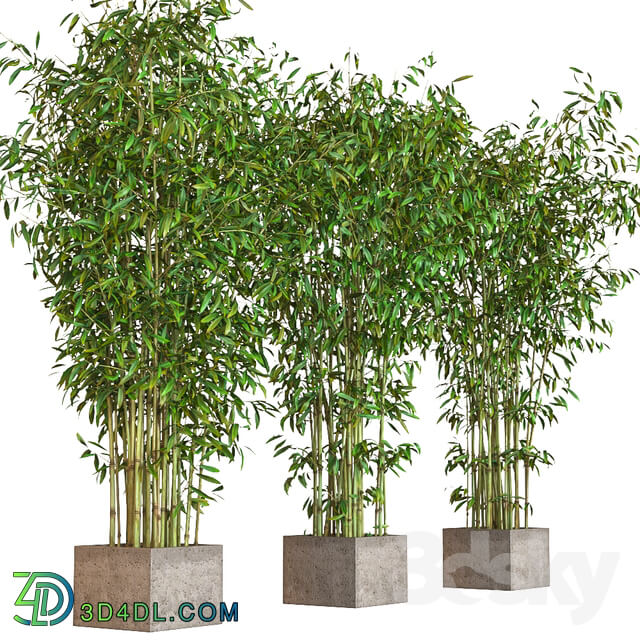 Plant - potted bamboo