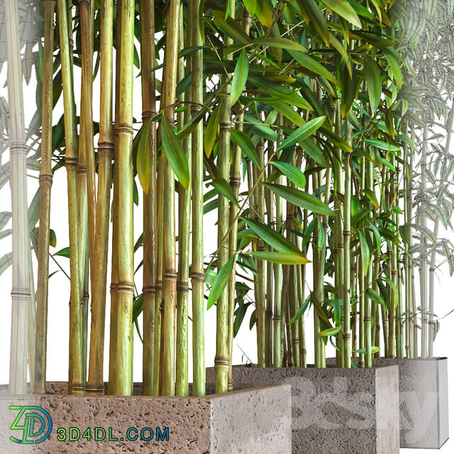 Plant - potted bamboo