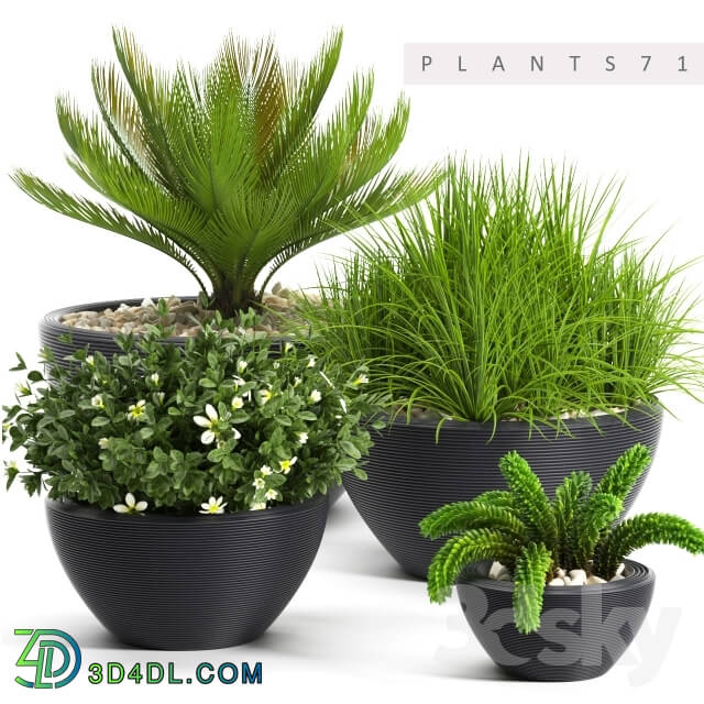 Plant - PLANTS 71