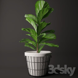 Plant - Ficus Lyrata 2 