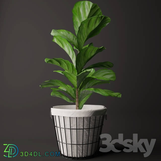 Plant - Ficus Lyrata 2