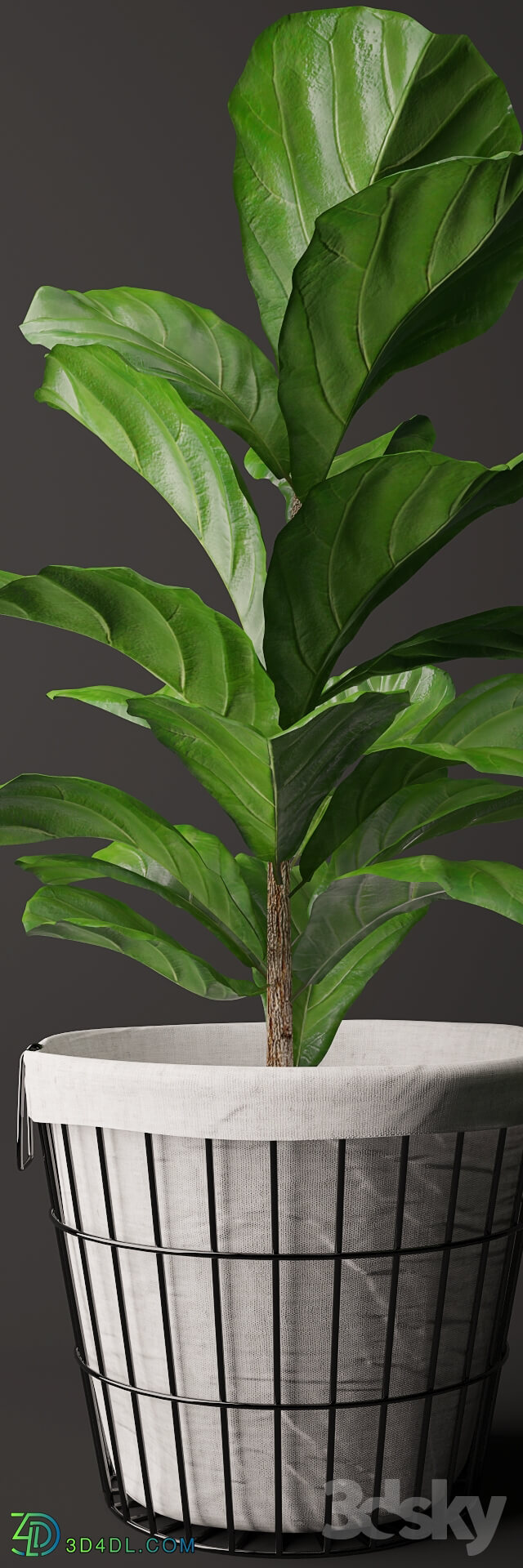 Plant - Ficus Lyrata 2