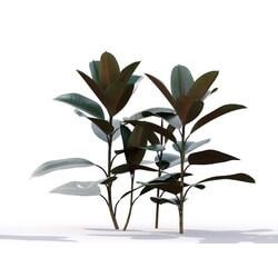 Maxtree-Plants Vol19 Ficus elastica 01 02 