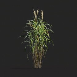 Maxtree-Plants Vol20 Miscanthus floridulus 01 05 