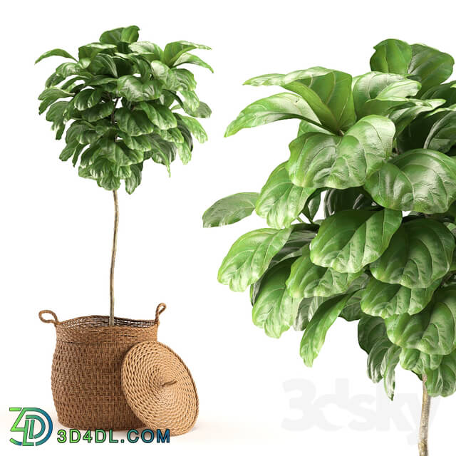 Plant - Plant 011 - Ficus Lyrata