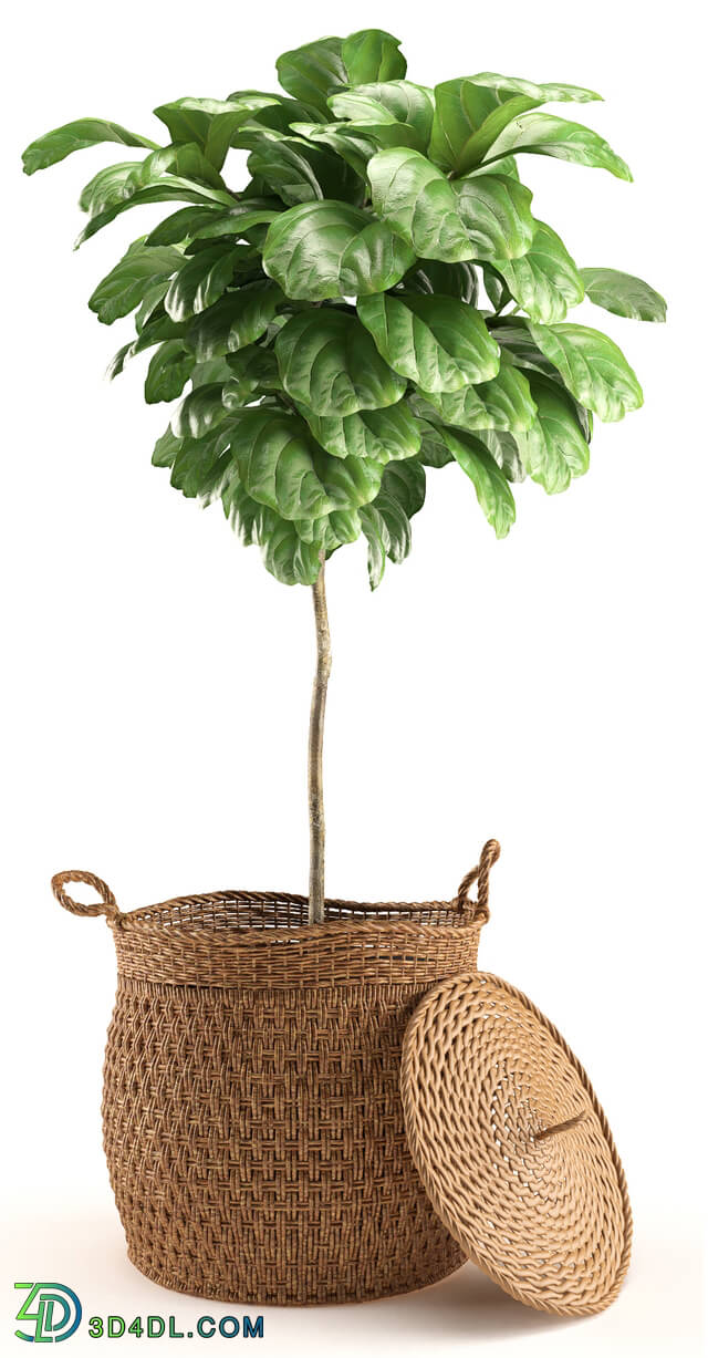 Plant - Plant 011 - Ficus Lyrata
