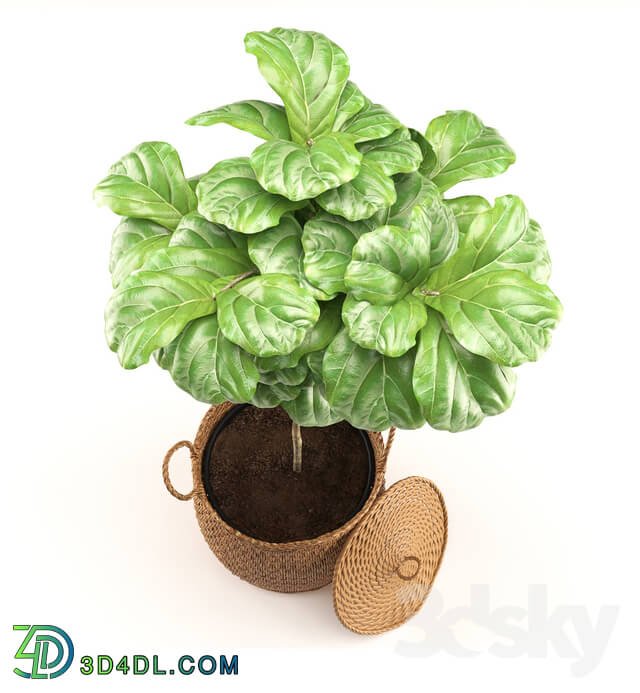 Plant - Plant 011 - Ficus Lyrata