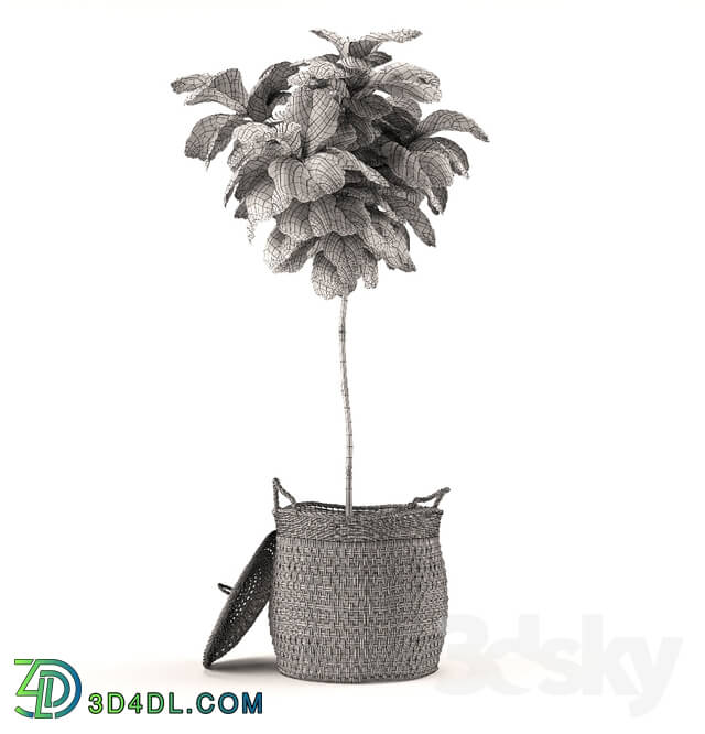 Plant - Plant 011 - Ficus Lyrata