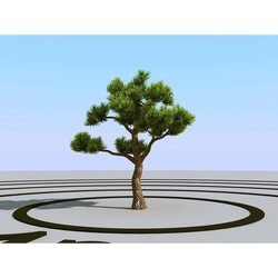 3dMentor HQPlants-02 (045) bonsai pine 