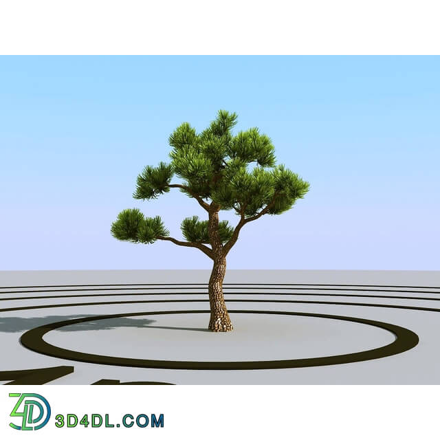 3dMentor HQPlants-02 (045) bonsai pine