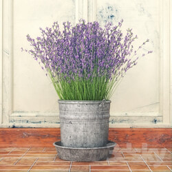 Plant - Bouquet of lilac flowers in a bucket 