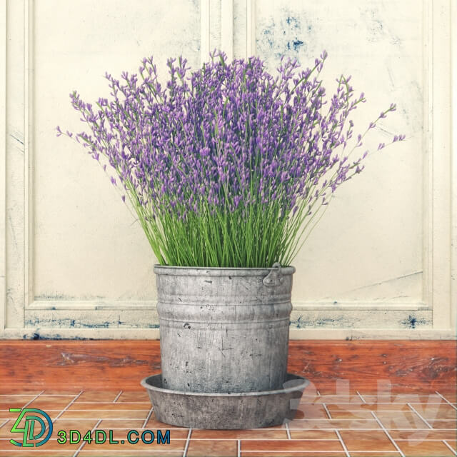 Plant - Bouquet of lilac flowers in a bucket