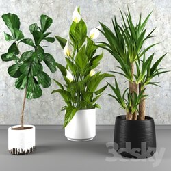 Plant - Contemporary houseplant set 3 