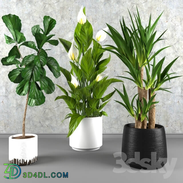 Plant - Contemporary houseplant set 3